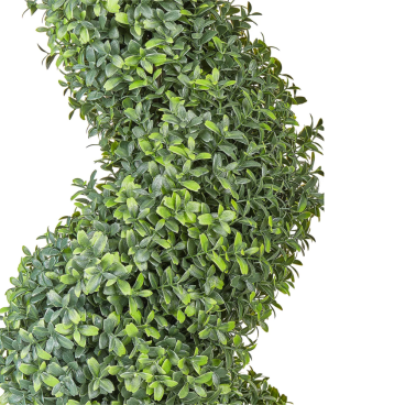 Umelý buxus, špirála