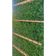 Green welcome drink wall
